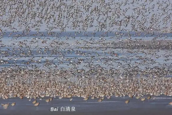 Yalu River Estuary Wetland Birdwatching Area (鸭绿江口湿地开放观鸟区)