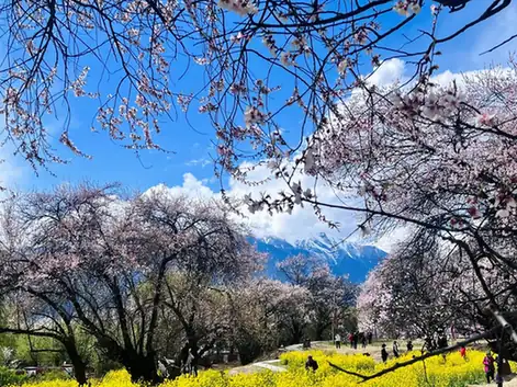 Gala Peach Blossom Village (嘎拉桃花村)