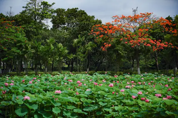 Sanshui Lotus World (三水荷花世界)
