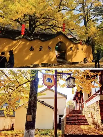 Badu Valley Ancient Ginkgo Corridor (八都岕古银杏长廊)