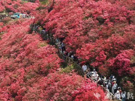 Mulan Yunwu Mountain (木兰云雾山)