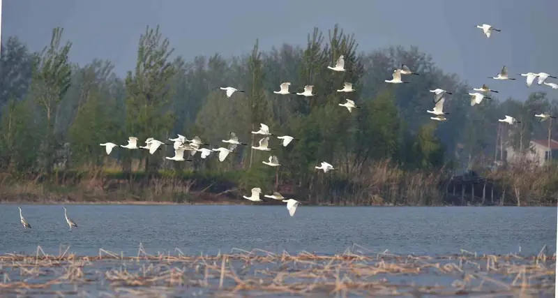 Yellow River Old Course Wetland (黄河故道湿地)