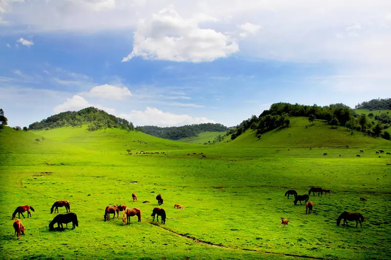 Guanshan Grassland (关山草原)