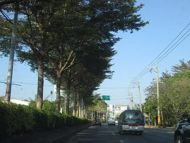 Tianwei Township (田尾鄉) — representative view · 绿树夹道的乡镇公路