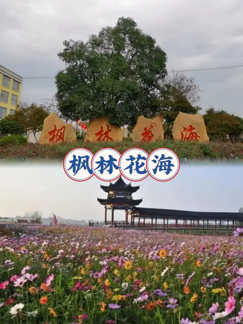 West Dongting Lake Birdwatching Area (西洞庭湖开放观鸟区)