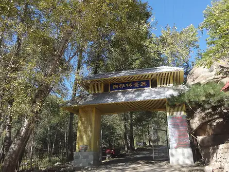 Ergun White Birch Forest Scenic Area (白桦林景区)