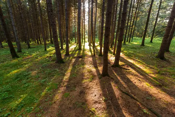 Gaofeng Forest Park (高峰森林公园)