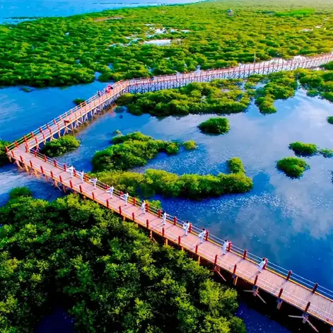 Jinhaiwan Mangrove Forest (金海湾红树林)