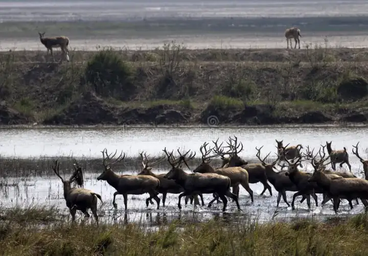 Dafeng Milu Nature Reserve (大丰麋鹿国家级自然保护区)