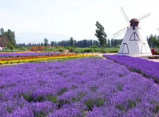 Princess Jieyou Lavender Garden (解忧公主薰衣草园)