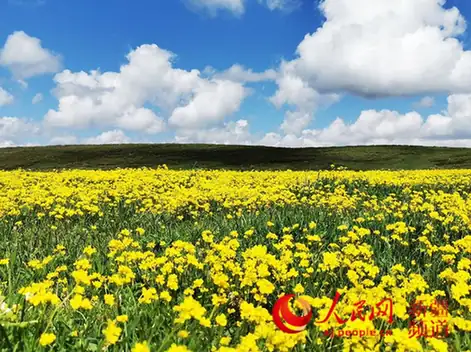 Yumin County (裕民县) — representative view · 远山背景下盛开的黄色花田