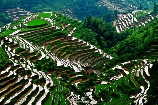Shangbao Rice Terraces (上堡梯田)