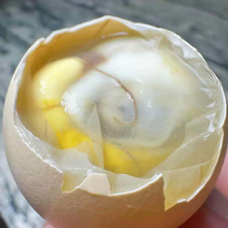 Boiled Fertilized Chicken Eggs (活珠子) — dish photograph