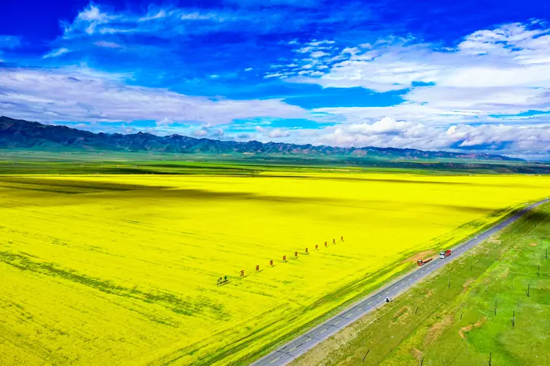 Guinan County (贵南县) — representative view · 广阔金黄色农田和笔直乡村道路