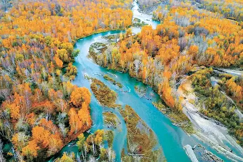 Birch Forest Scenic Area (白桦林景区)