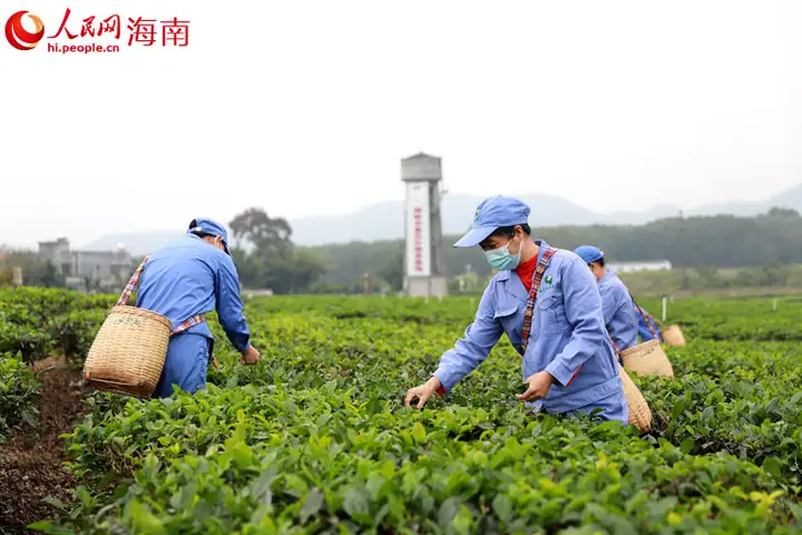 Baisha Crater Landscape and Tea Gardens (白沙陨石坑科普与茶园)