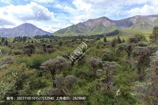Ami Dongsuo Scenic Area (阿咪东索景区)