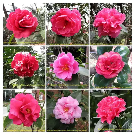 Kunming Botanical Garden (昆明植物园)