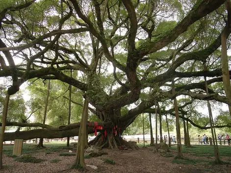 Yangshuo Big Banyan Tree (阳朔大榕树)