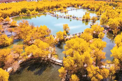 Jinta Desert Poplar Forest (金塔沙漠胡杨林)