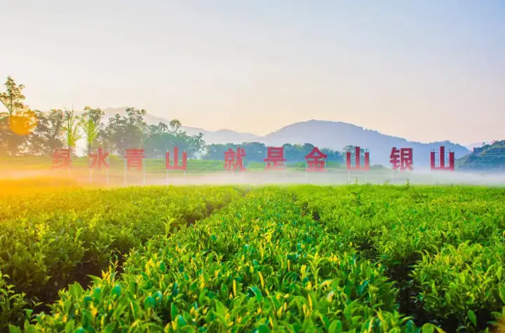 Fenghuang Mountain Tea District (凤凰山茶区)