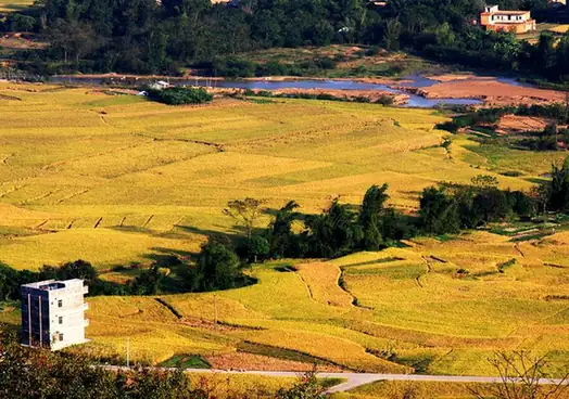 Qinbei District (钦北区) — representative view · 钦北区稻田