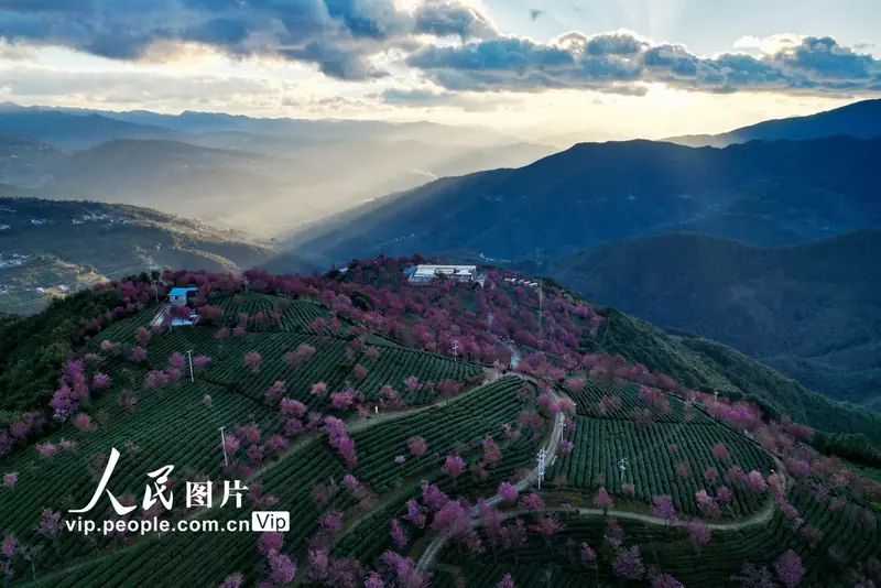 Wuliangshan Cherry Blossom Valley (无量山樱花谷)