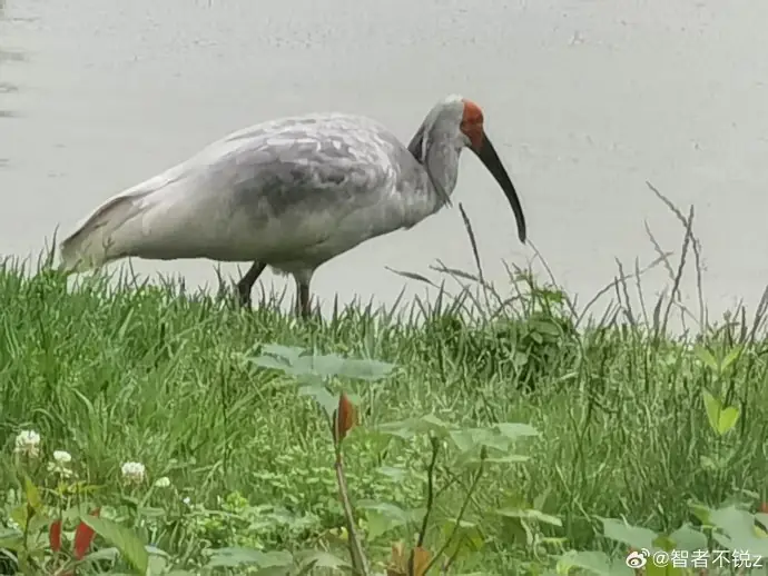 Crested Ibis Ecological Park (朱鹮生态园)