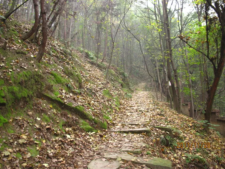 A stone-stepped path climbing through autumn woodland, the steps covered with fallen brown leaves, with a moss-covered earth bank at the left and slender trees either side; the corner of a brick building shows at the right and a date stamp 2011/11/28 sits at the lower right.