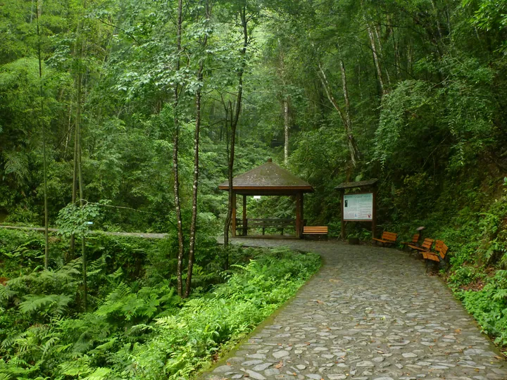 A cobbled stone path curving through dense green forest, with a wooden pavilion and benches beside it at the right, an information board on a timber post, and ferns, moss and broadleaf undergrowth filling the foreground and slopes.