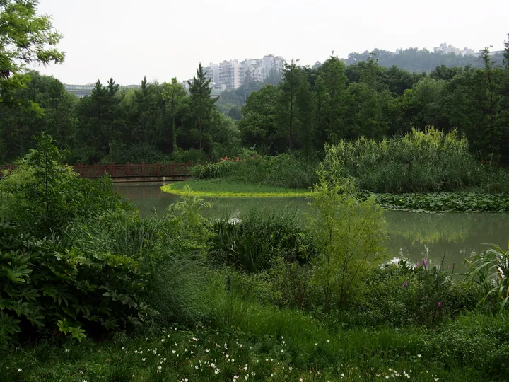 A leafy wetland park: a still green lake with lily pads and a wooded bank, a red-railed timber bridge crossing at the left, tall reeds and grasses with white flowers in the foreground, and a row of white apartment blocks on the ridge behind.
