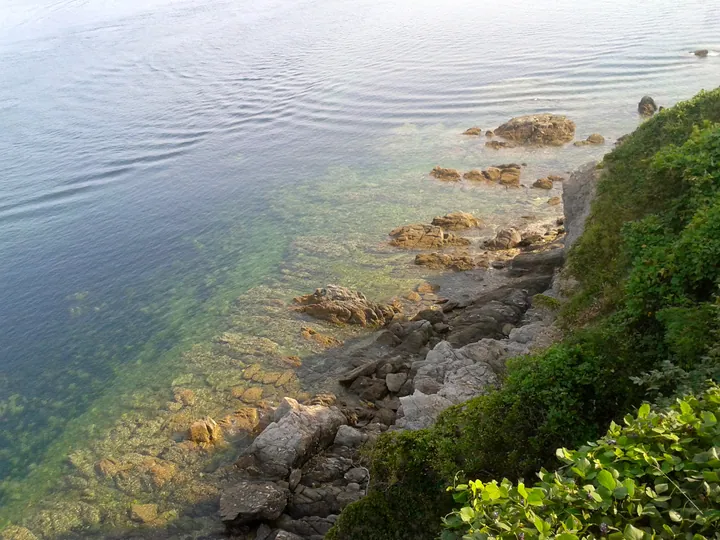 A view down from a cliff onto a rocky shore: clear blue-green water with submerged pale rocks and green algae visible below the surface, a jumble of grey boulders along the waterline at the right and a bank of dense green coastal scrub and vines at the right edge.