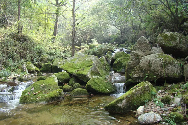 A mountain stream in a wooded valley: clear water flowing over pale gravel and around large moss-covered boulders in the centre and right, a small cascade between two of them, dry leaf litter and stones along the near bank at the left, and dense green woodland rising on both sides with bare trunks among the leaves.