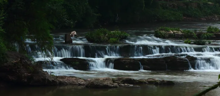 A stream dropping over a series of low rock ledges in small white cascades, brown water in the foreground, dark wet rock and thick green foliage on both banks, and one person standing on the rocks at the upper left.