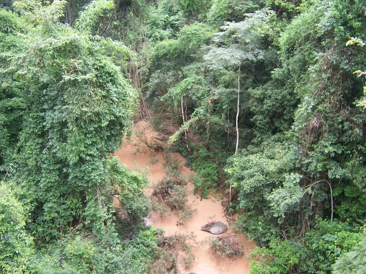 An elevated view down into dense tropical forest: a silt-brown stream winding between steep banks of tangled green canopy, bamboo and broadleaf trees, with boulders and fallen branches in the water and no sky visible.