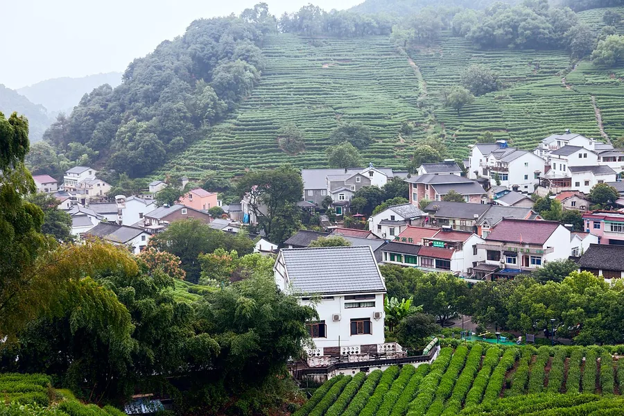 Village houses and tea-growing slopes in the Longjing area of Hangzhou, October 2017.