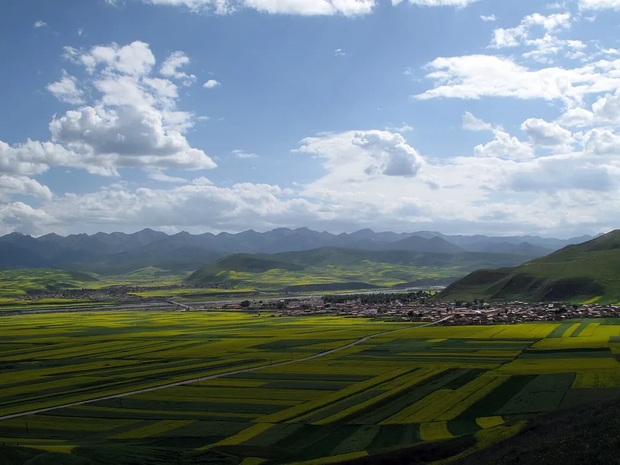 Patchwork rapeseed fields in the Menyuan valley, Qinghai; 21 July 2009.