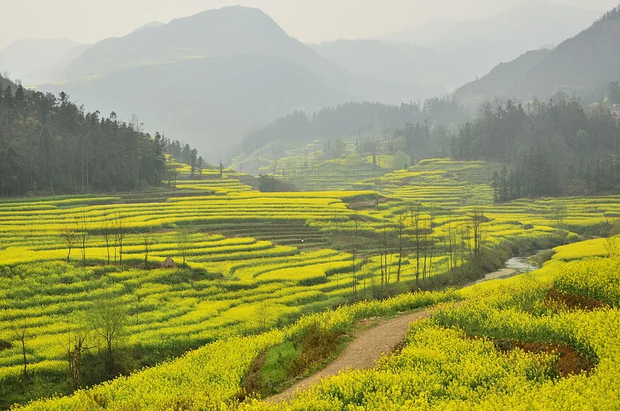 Rapeseed fields among the hills of Luoping County, February 2013.