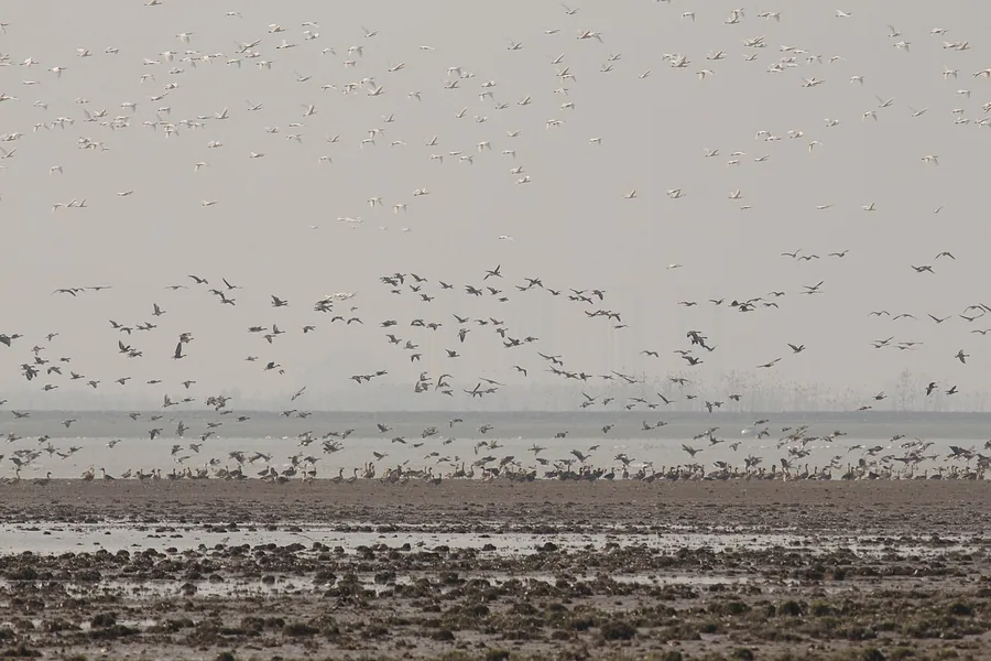 Flocks of birds over the exposed wetlands of Poyang Lake, November 2014.