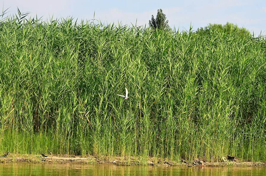 Dense reeds along the edge of Baiyangdian Lake in Hebei. Photographed on 11 July 2012.
