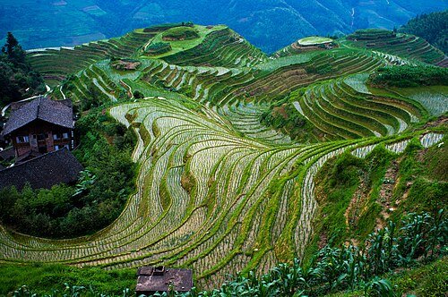 Longji Rice Terraces · 龙脊梯田