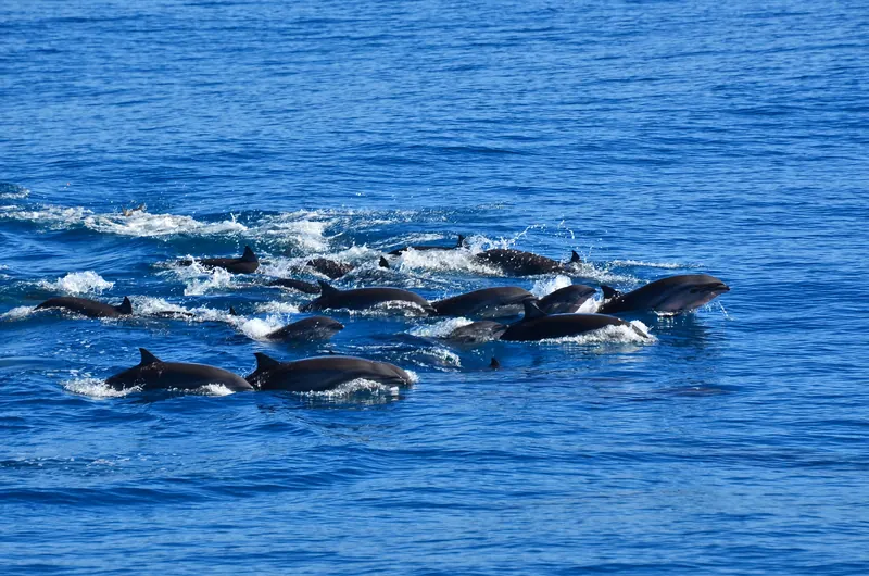 whaleworld Whale Watching Experience in Hualien · 鯨世界賞鯨(花蓮港)
