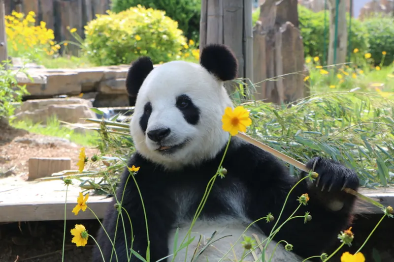 Dalian Forest Zoo · 大连森林动物园