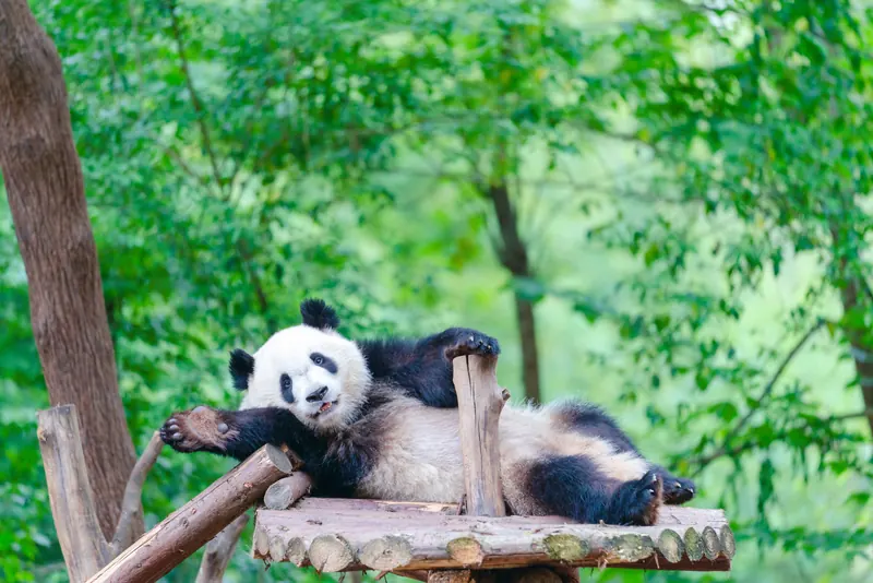 Chengdu Research Base of Giant Panda Breeding · 成都大熊猫繁育研究基地