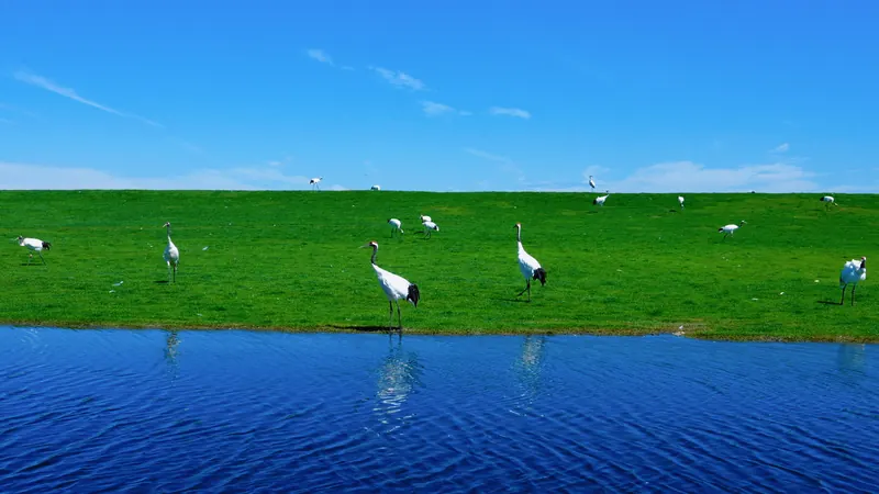 Zhalong Ecotourism Area · 扎龙生态旅游区