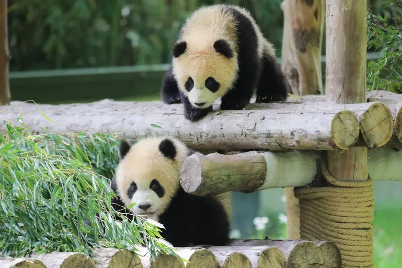 Shanghai Wild Animal Park · 上海野生动物园
