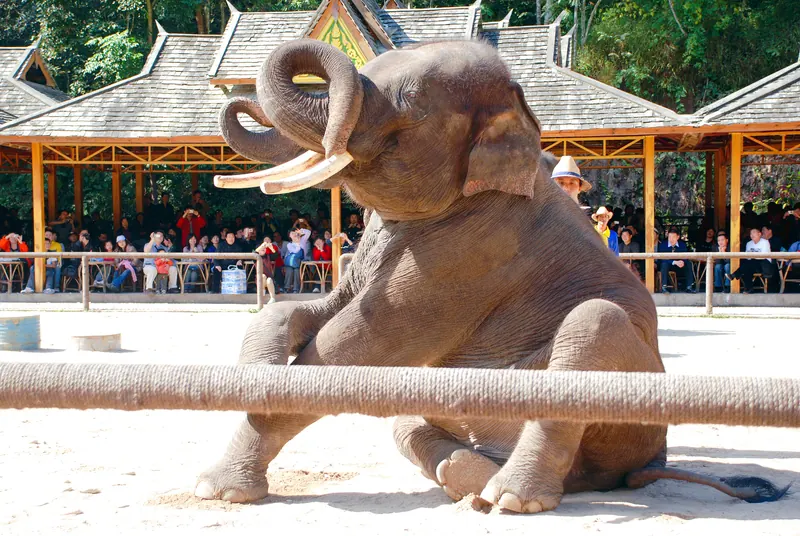 Wild Elephant Valley · 野象谷