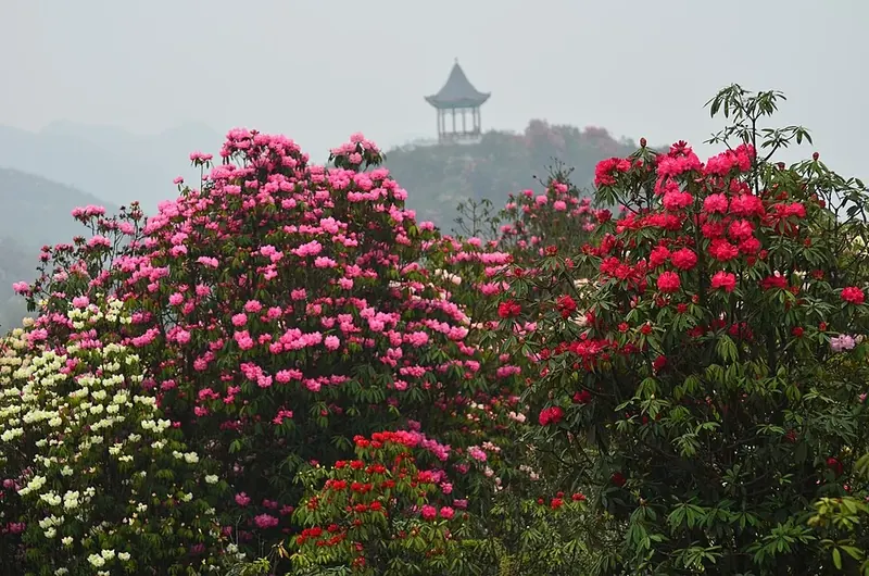 Blooming azaleas in the Hundred Miles Azaleas scenic area (百里杜鹃), within Bijie's municipal area in Guizhou.