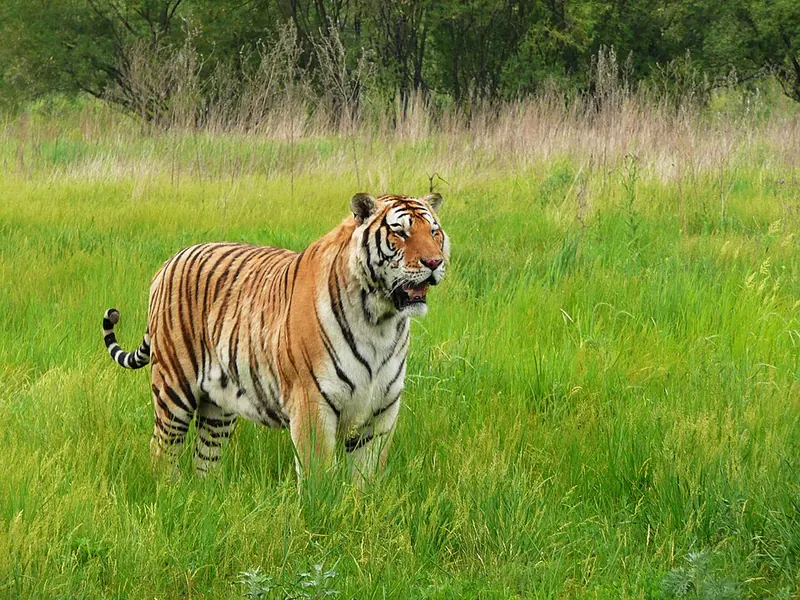 A Siberian tiger in Harbin Siberian Tiger Park.