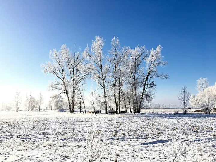 Frost-covered trees and fields in Saihan District, Hohhot.